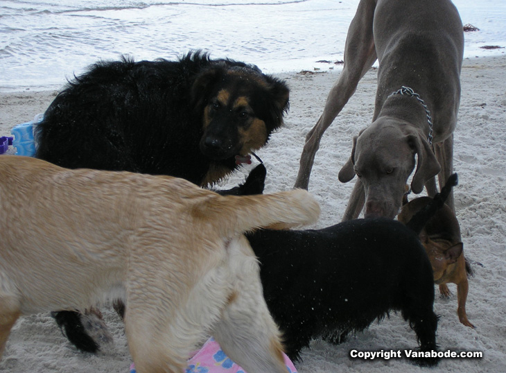 picture of sniffers at dog beach