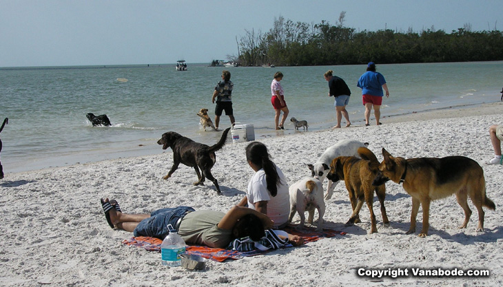 picture of dogs and people at beach