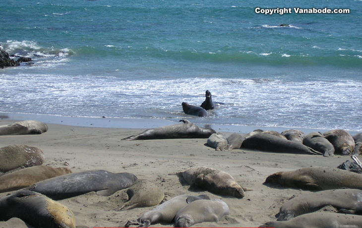 elephant seals on the san simeon beach in california