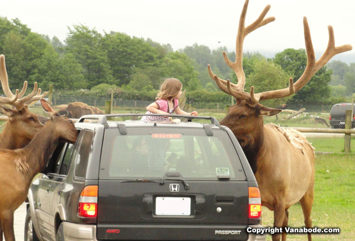 picture of elk attacking car for bread in washington