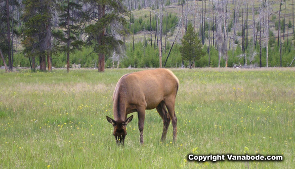 Yellowstone elk picture