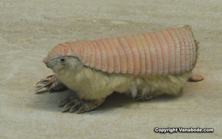 extinct armadillo