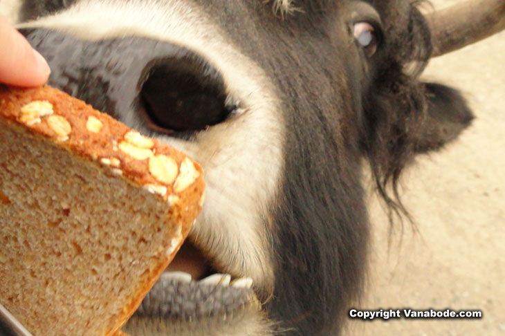 photo of yak going for the bread at game farm