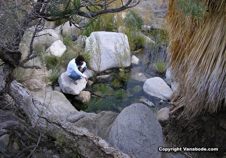 Fortynine Palms Oasis Joshua Tree California picture