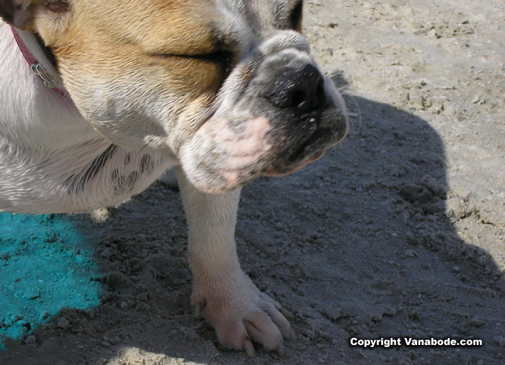 funny dog at beach picture