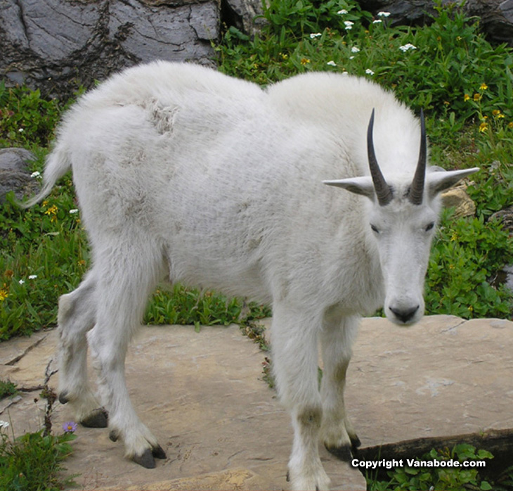 glacier park big goat picture