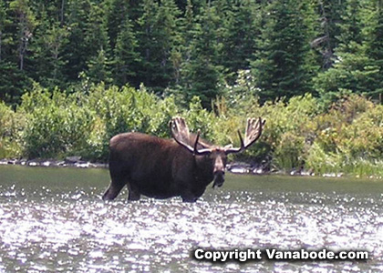 picture of moose eating while standing in water in glacier
