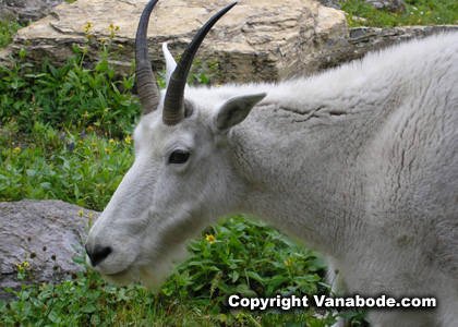 picture of mountain goat in glacier park montana