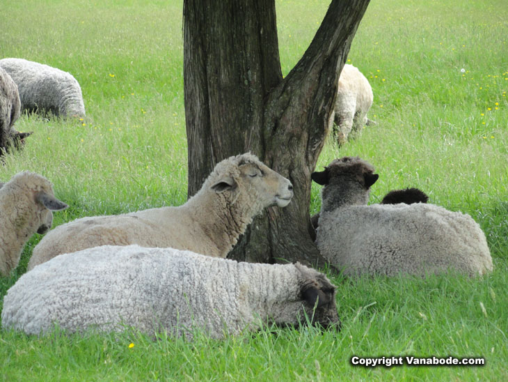 sheep sleep in new jersey