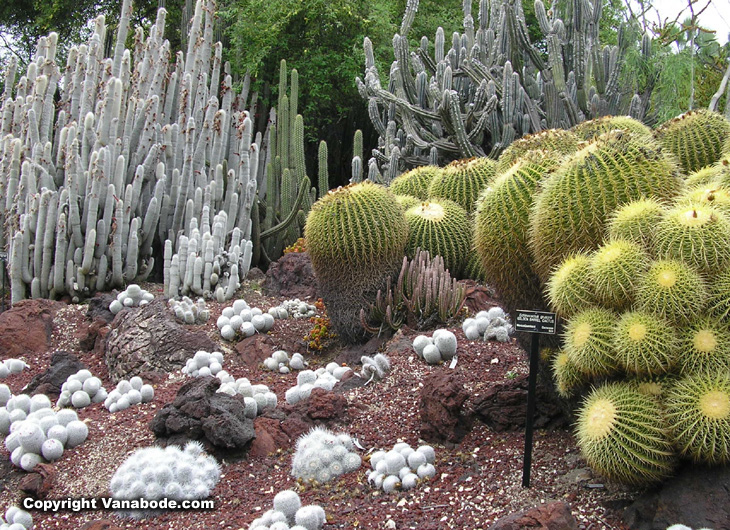 picture of huntington gardens barrel cactus and silver torch