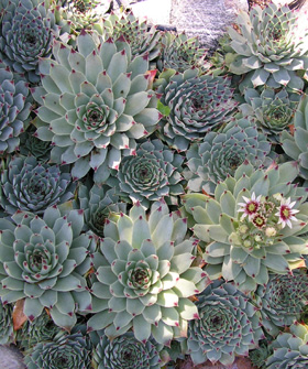 picture of rosette succulents in garden