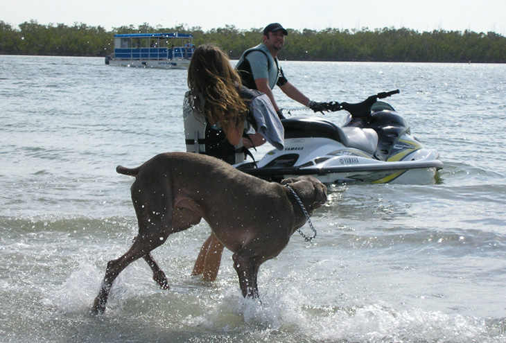 picture of jetski and dog at bonita beach