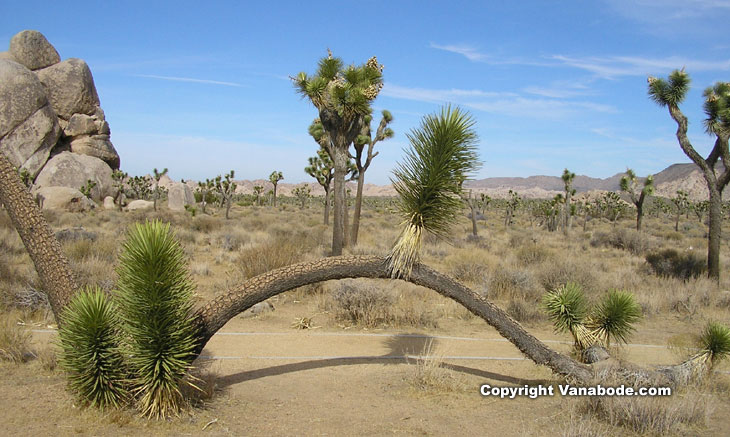 Joshua Tree National Park California picture