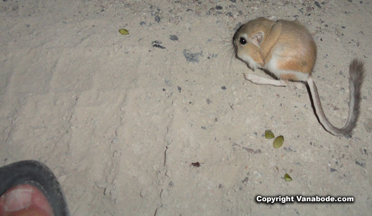 kangaroo rat spencer hot springs