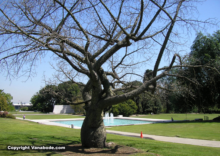 picture of silk floss tree at the arboretum