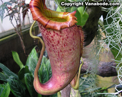 picture of pitcher plant inside greenhouse