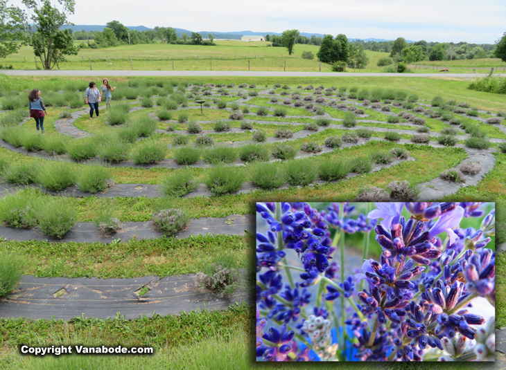 Lavenlair Lavender Farm in Whitehall New York