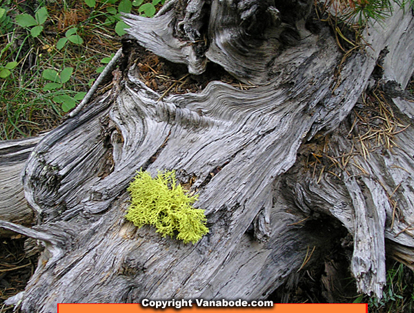 lichen on old tree hiking in yellowstone picture