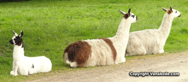 picture of llamas at olympic game farm