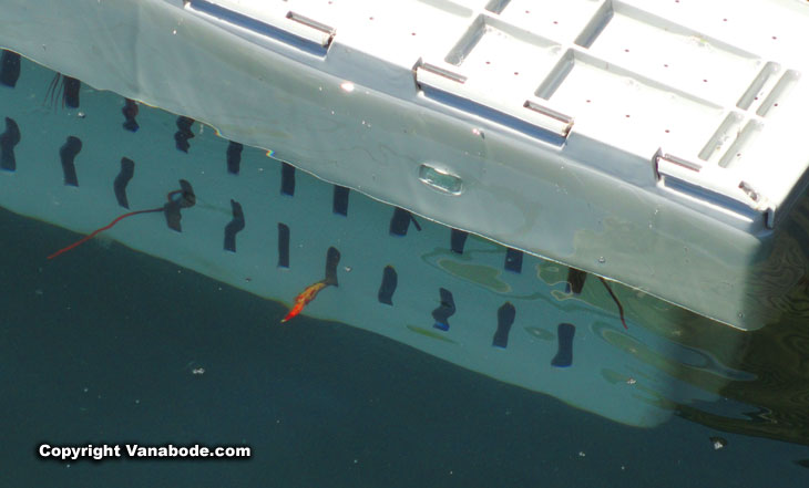 lobsters wait to die in crate