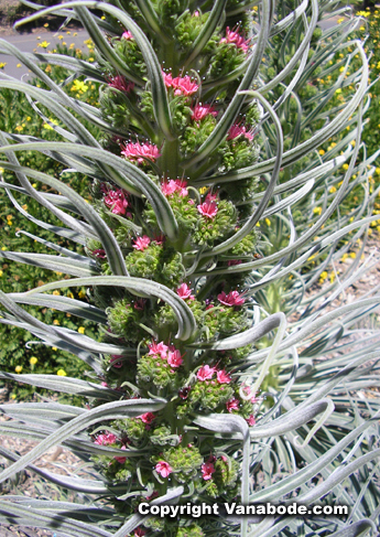 wild flowers at la california gardens