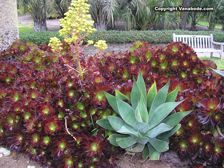 huntington gardens succulent bloom los angeles california