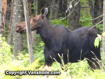 maine moose around rangeley lake