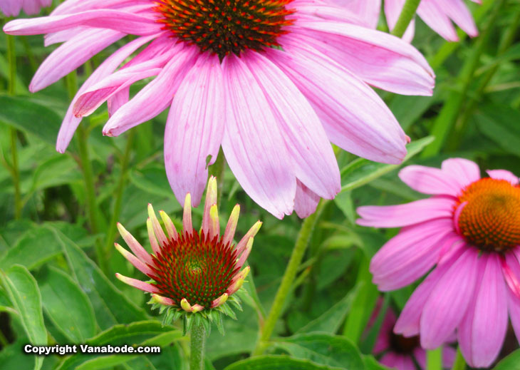 flowers in Matthaei Botanical Gardens