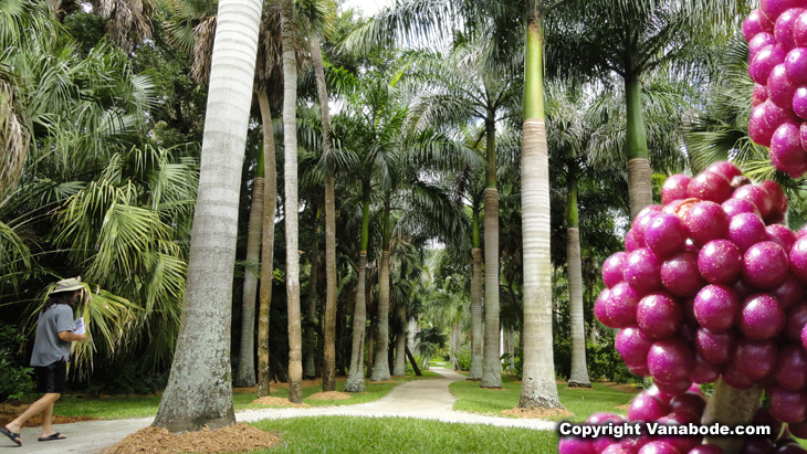 palm groves and fruit picture taken on a vanabode trip