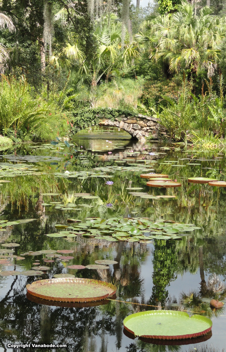 stone bridge and reflection lily pond picture