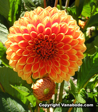 mendocino gardens orange dahlia picture