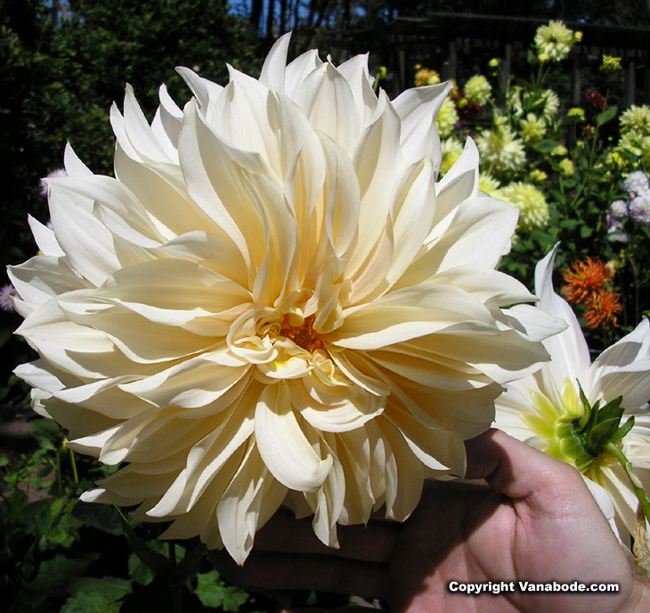 mendocino gardens white dahlia picture