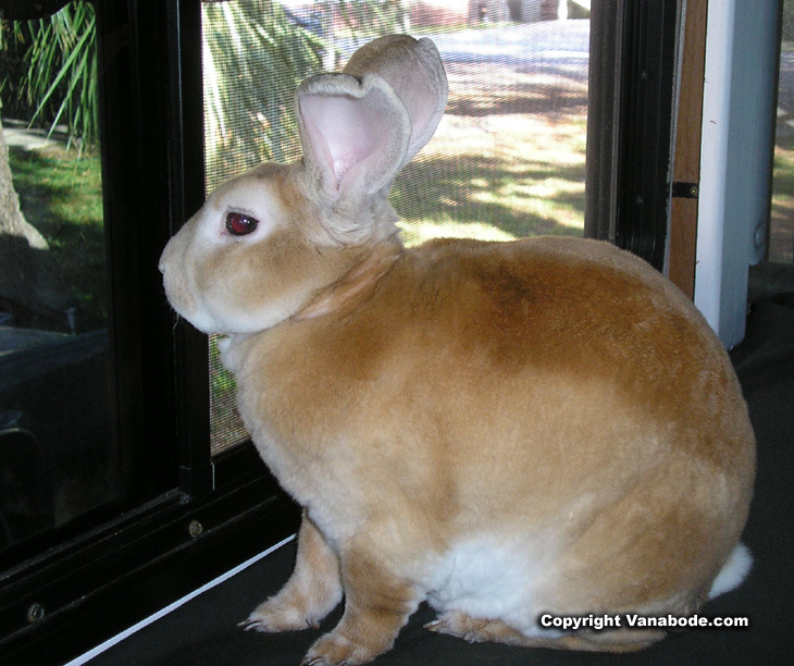 Picture of guard rabbit