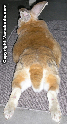 Picture of rabbit relaxing