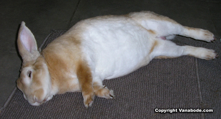 Picture of rabbit snoozing