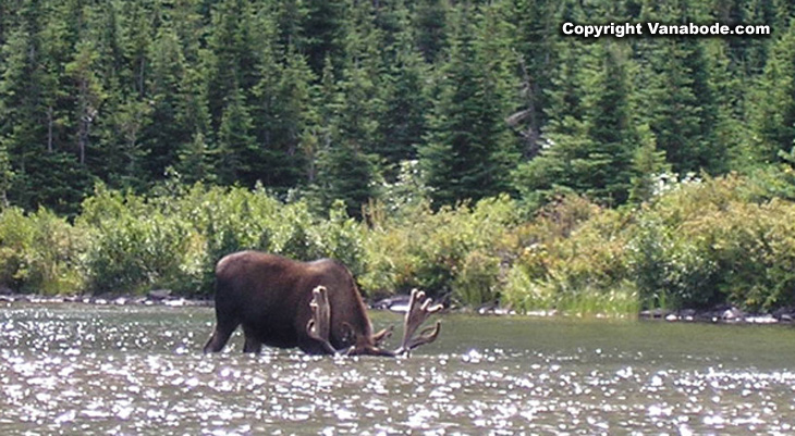 Picture of moose grazing in Glacier National Park