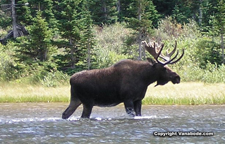 Picture of bull moose Bullhead Lake at Many Glacier