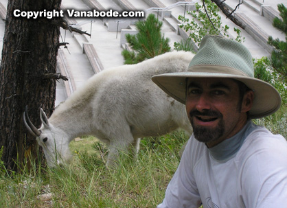 picture of goat on presidents trail at mount rushmore