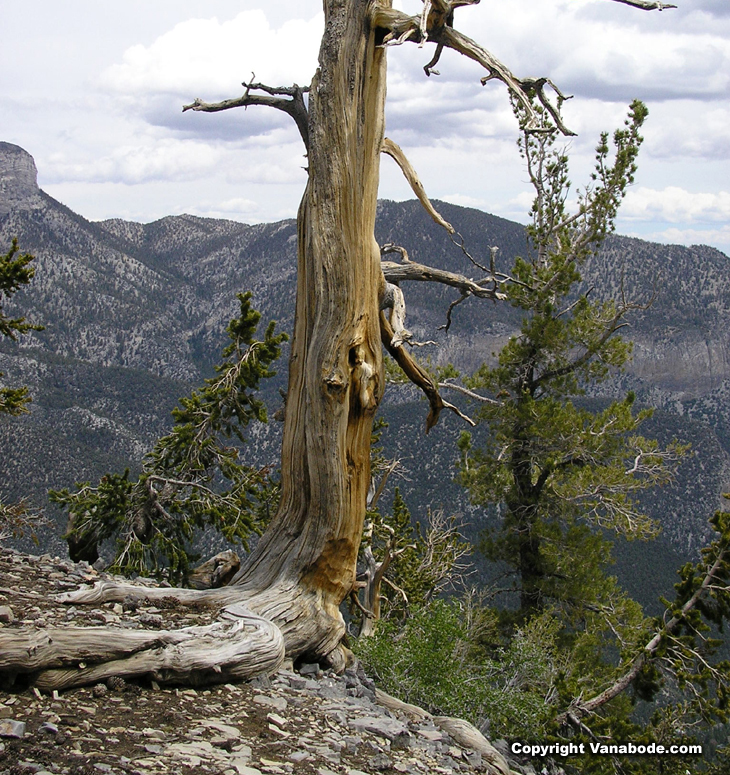 picture of a beautiful old pine formed by years on a rocky cliff in nevada
