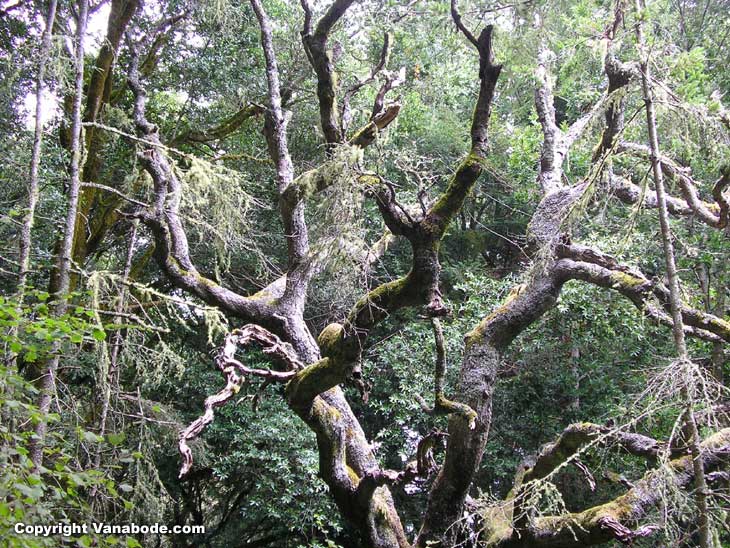 muir woods heavy treed forrest pictures