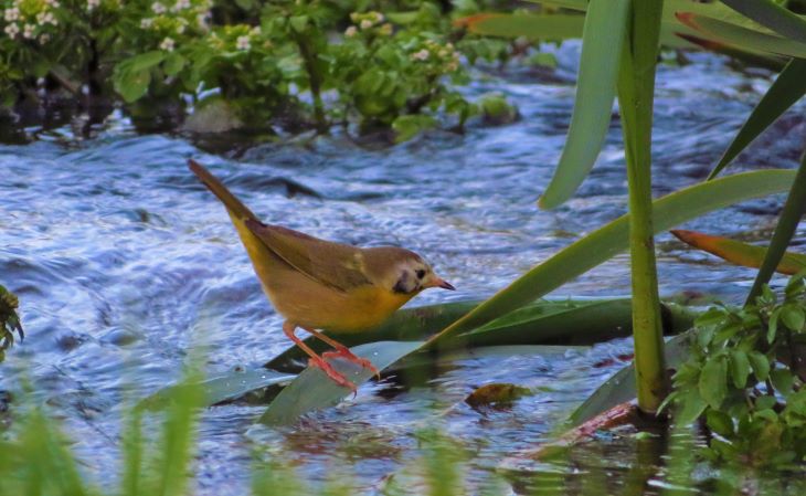 nevada birds caliente