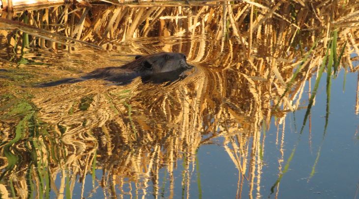 nevada beaver