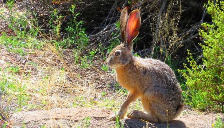 nevada jackrabbit