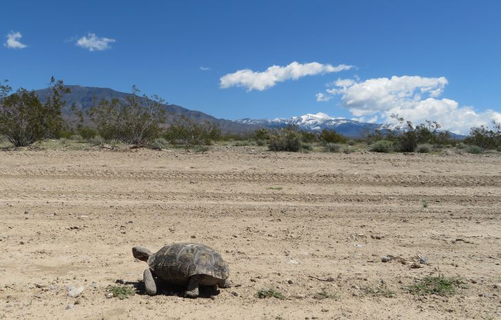 nevada pahrump tortoise