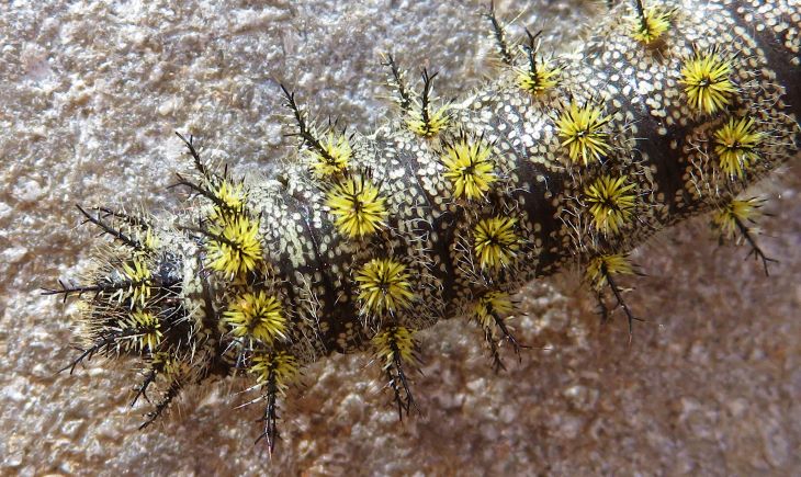 navada caterpillar