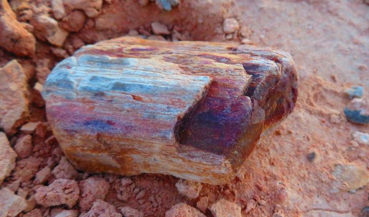 nevada petrified wood