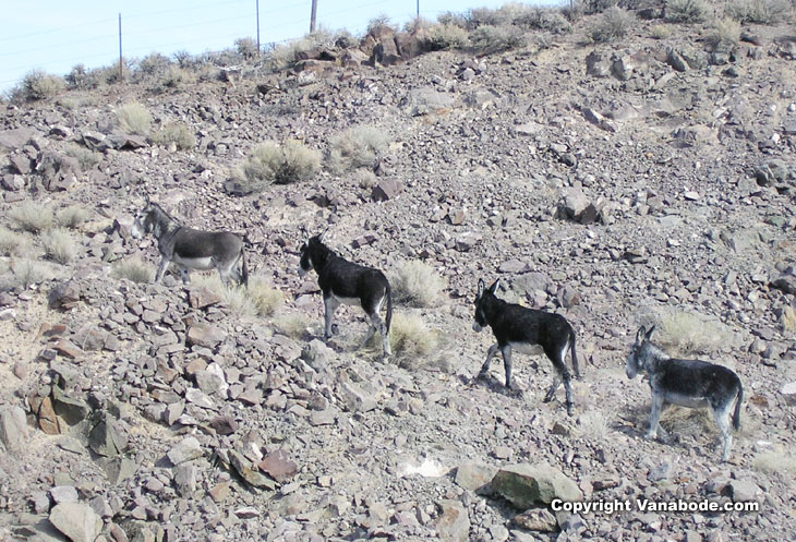 Picture of wild burros near Goldfield Nevada
