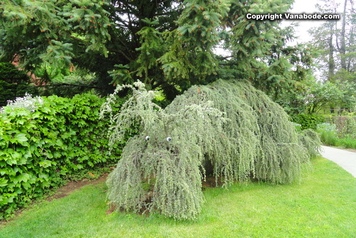 New Jersey Deep Cut Gardens weeping creature tree