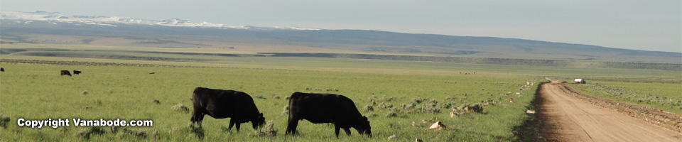 northeast oregon open range catlle and camping picture