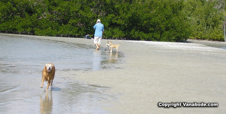 dog running on beach picture